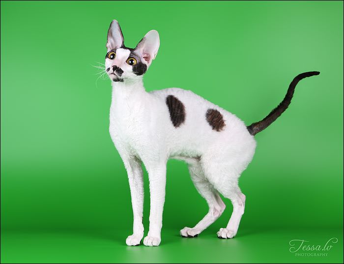 cornish rex