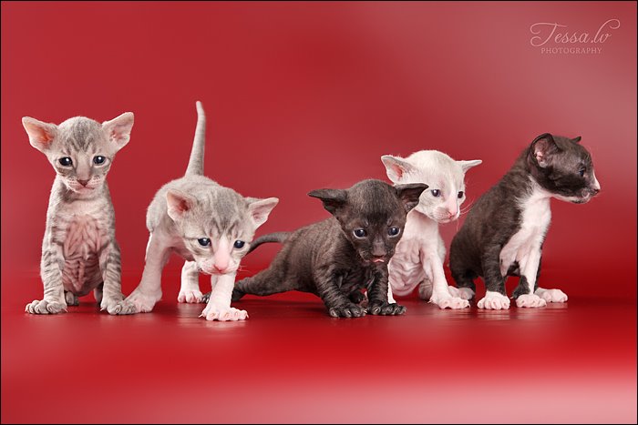 cornish rex pentu