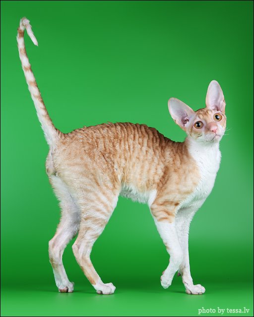 cornish rex