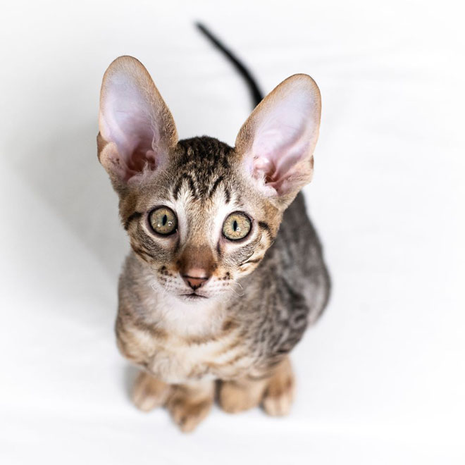 cornish rex
