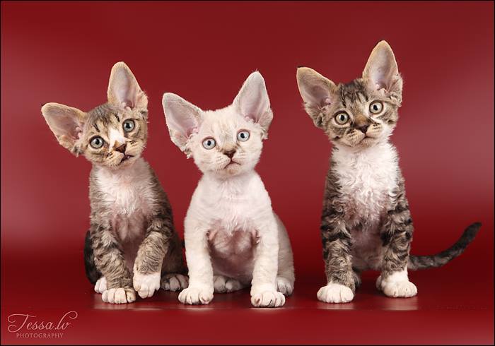 devon rex pennut