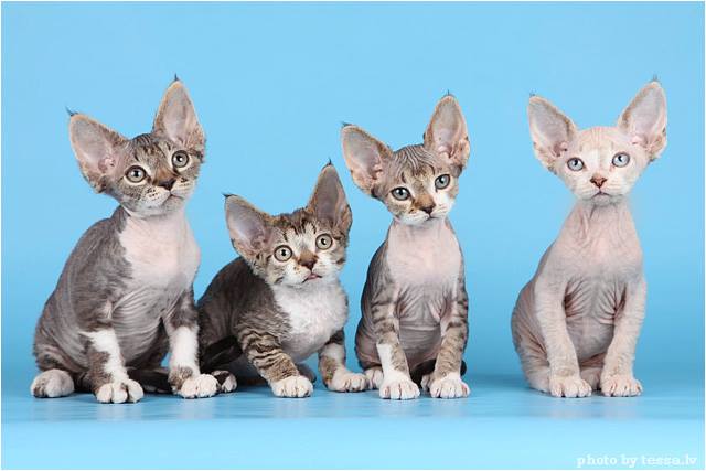 devon rex pennut