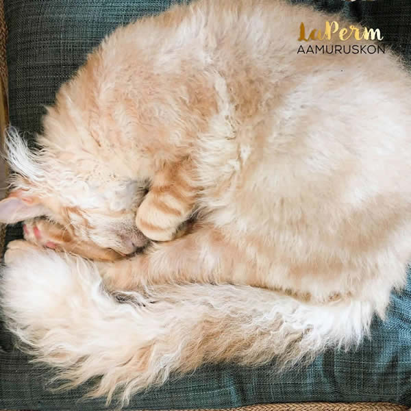 laperm