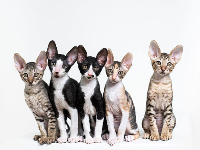 cornish rex