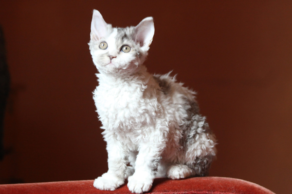 selkirk rex