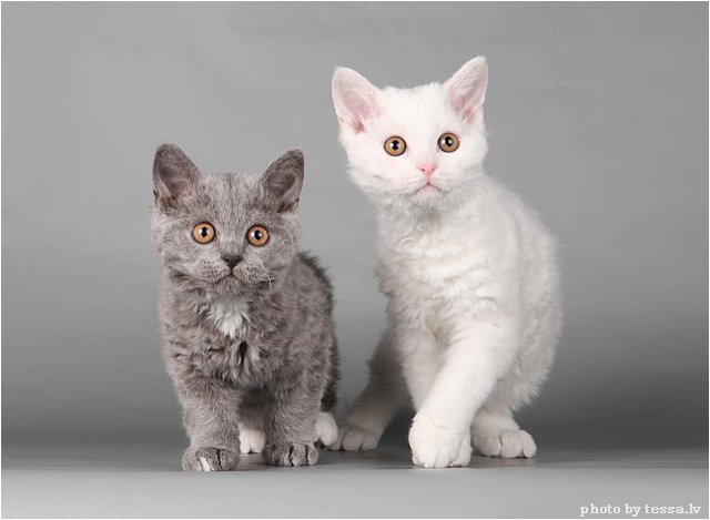 selkirk rex