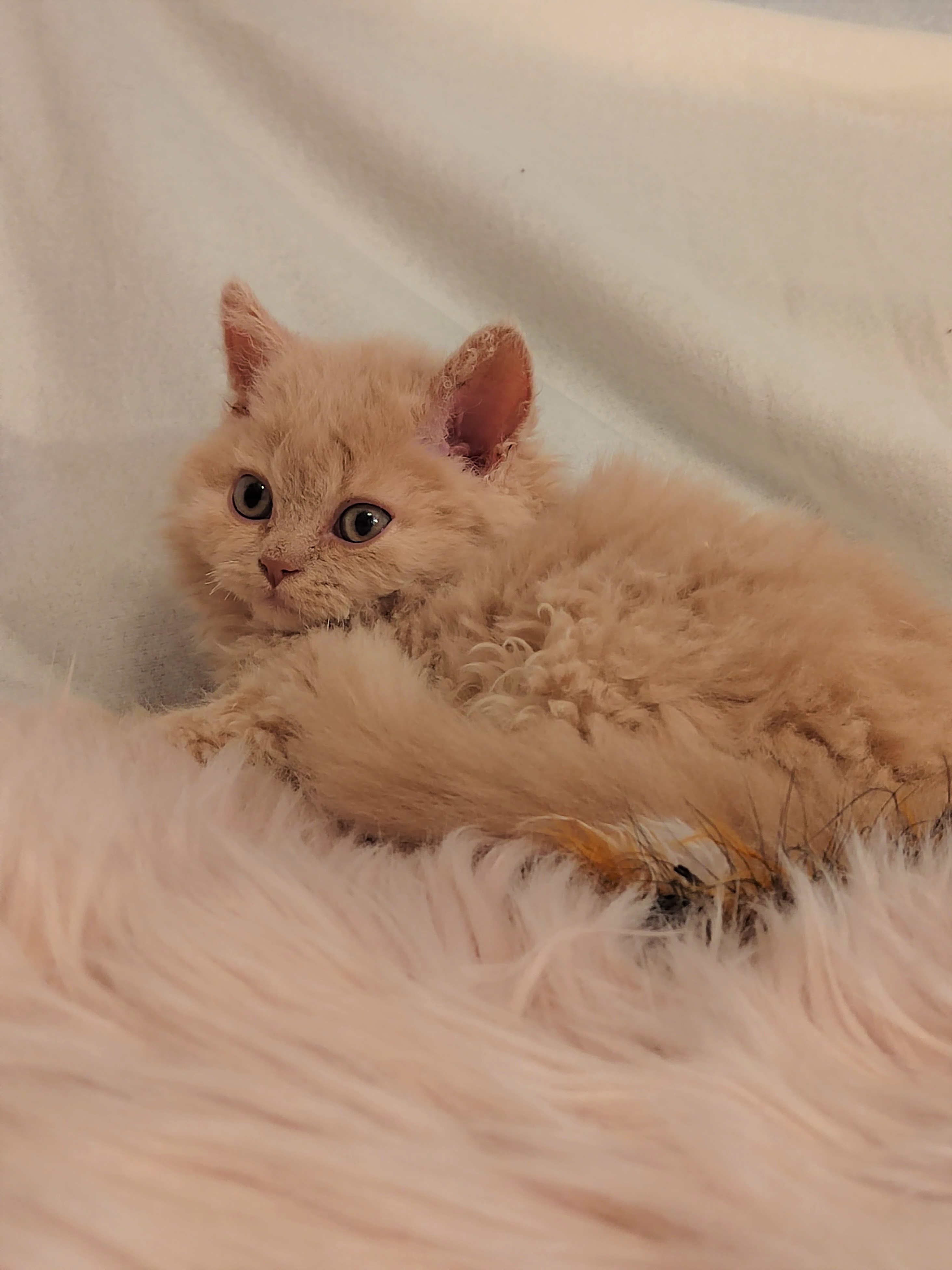 selkirk rex