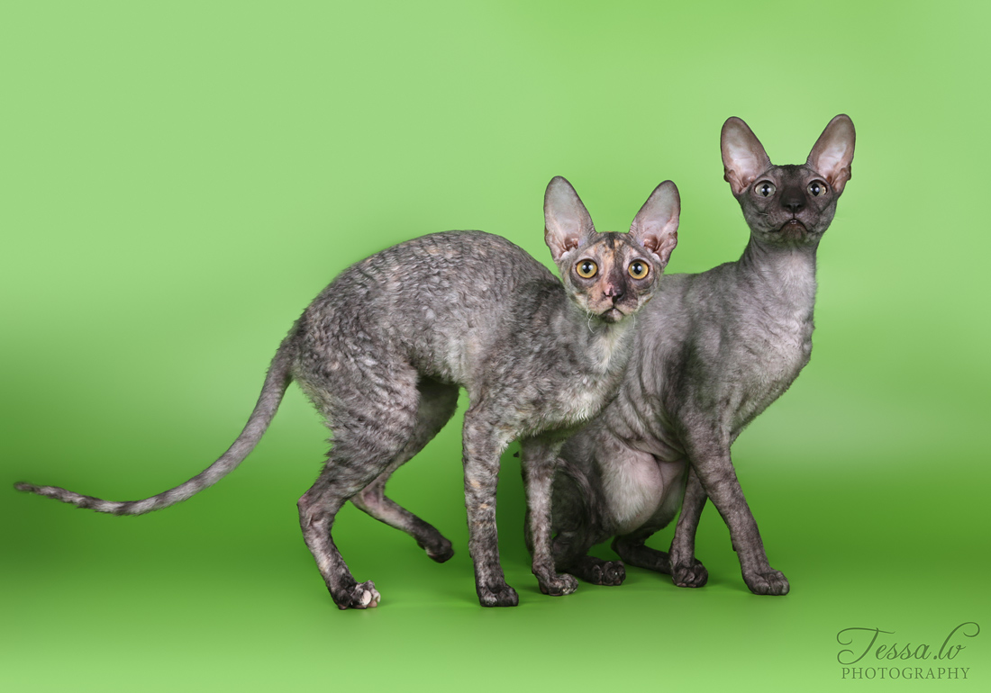 cornish rex